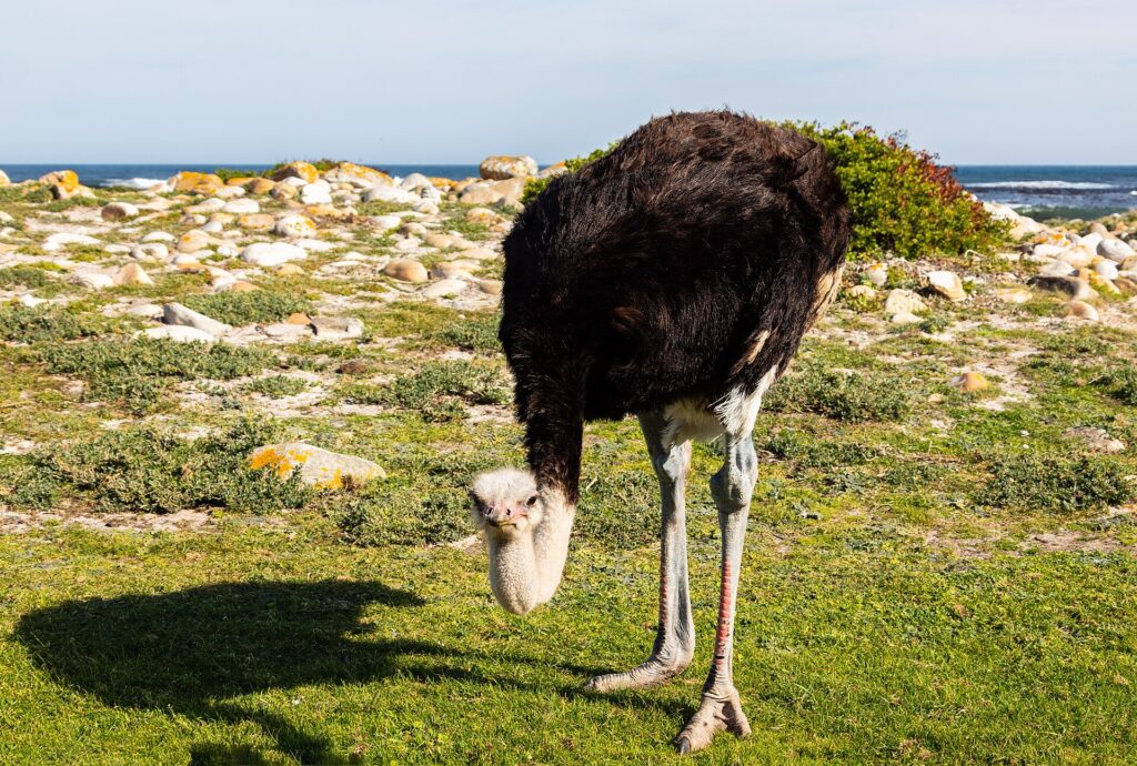 En strutshane böjer huvudet mot det korta gräset, med svart fjäderdräkt, gråblå hals och rödaktiga ben, ljusa klippor och havet bakom