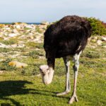 En strutshane böjer huvudet mot det korta gräset, med svart fjäderdräkt, gråblå hals och rödaktiga ben, ljusa klippor och havet bakom