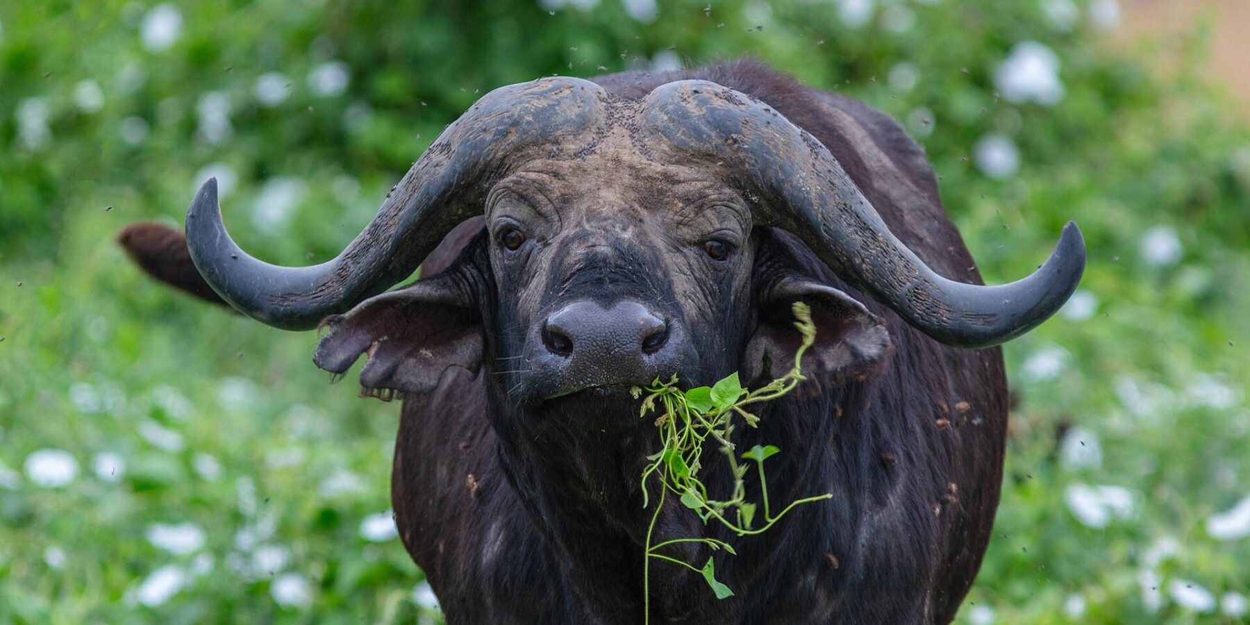 En buffel framifrån, med hjälmformade horn sammanvuxna över pannan, ett grönt grässtrå i munnen, omgiven av flugor