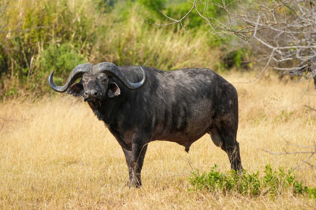 En buffeltjur står i profil i det gula gräset med huvudet vänt mot kameran, tjocka horn och öron kantade med hår