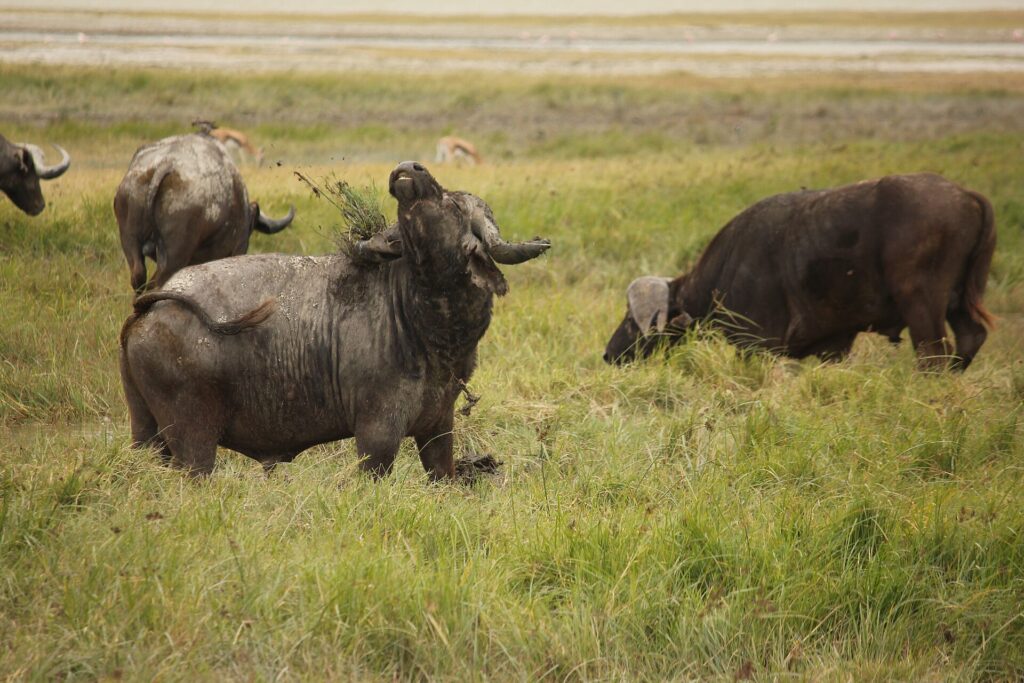 En buffel täckt av torkad lera lyfter huvudet med en grästuva fast i hornen, två andra betar bakom