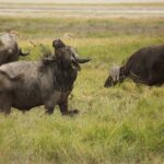 En buffel täckt av torkad lera lyfter huvudet med en grästuva fast i hornen, två andra betar bakom