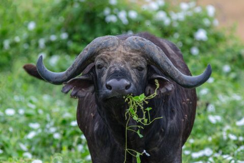 En buffel framifrån, med hjälmformade horn sammanvuxna över pannan, ett grönt grässtrå i munnen, omgiven av flugor
