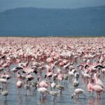 Tusentals rosa mindre flamingor, med några grå ungfåglar, täcker sjöns grunda vatten ända till horisonten framför mörka kullar