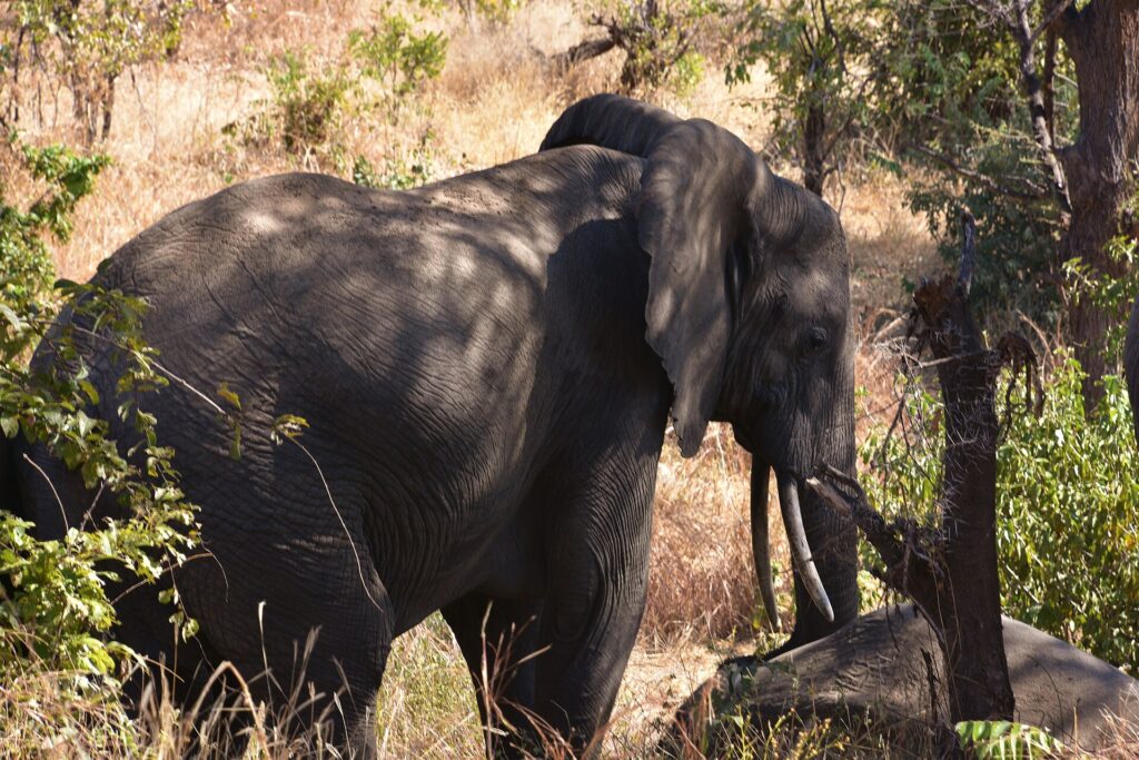 En elefant snett framifrån i högt torrt gräs, med utfällt öra och synliga betar, i skuggan av träden