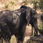 En elefant snett framifrån i högt torrt gräs, med utfällt öra och synliga betar, i skuggan av träden