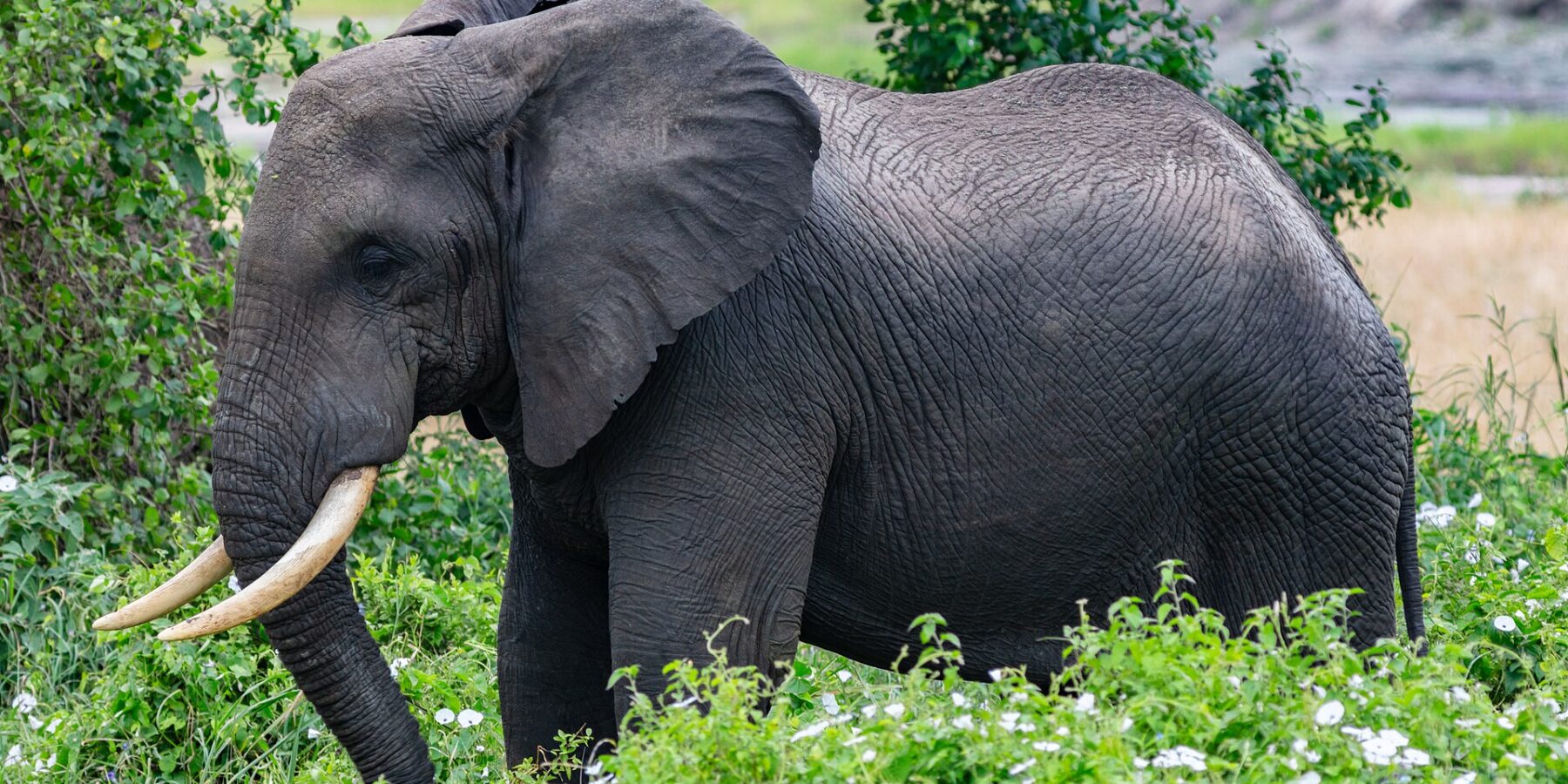 En elefant i profil i grön växtlighet med vita blommor, örat utspärrat och betarna böjda framåt