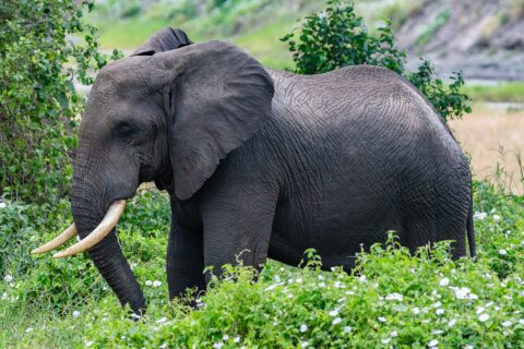 En elefant i profil i grön växtlighet med vita blommor, örat utspärrat och betarna böjda framåt