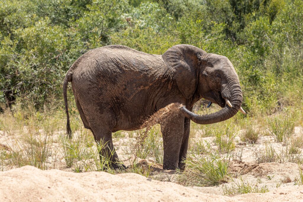 En elefant står i sanden i en uttorkad flodbädd och kastar sand över sidan med snabeln, grön bush bakom