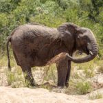 En elefant står i sanden i en uttorkad flodbädd och kastar sand över sidan med snabeln, grön bush bakom