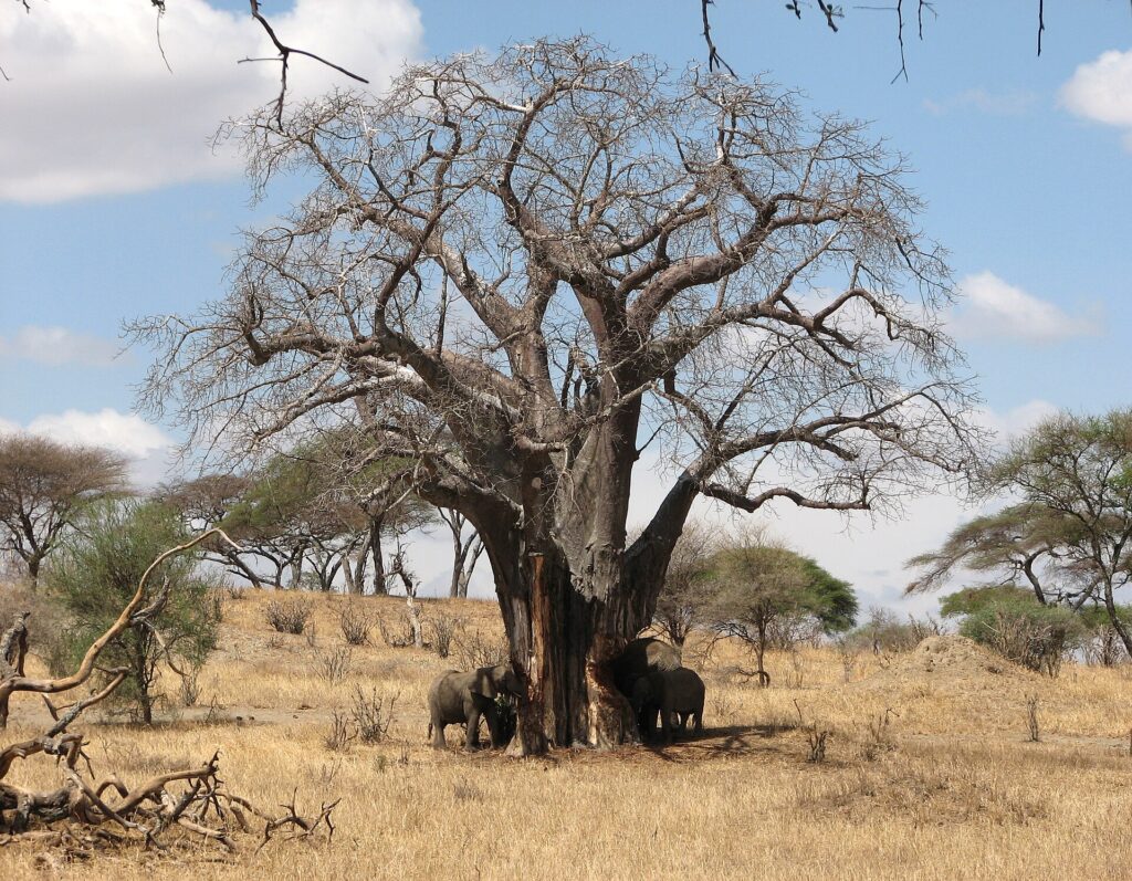 Tre elefanter vid foten av en bladlös baobab, den ena river barken av stammen, torrt gräs runt omkring