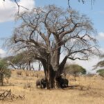 Tre elefanter vid foten av en bladlös baobab, den ena river barken av stammen, torrt gräs runt omkring
