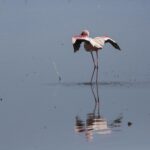 En ensam mindre flamingo i det grå vattnet sträcker på sina karminröda och svarta vingar, den mörkröda näbben vikt mot halsen och spegelbilden under den
