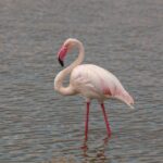 En större flamingo står i grunt vatten, med rosavit fjäderdräkt, rödkantade vingar och den rosa näbben med svart spets böjd mot halsen