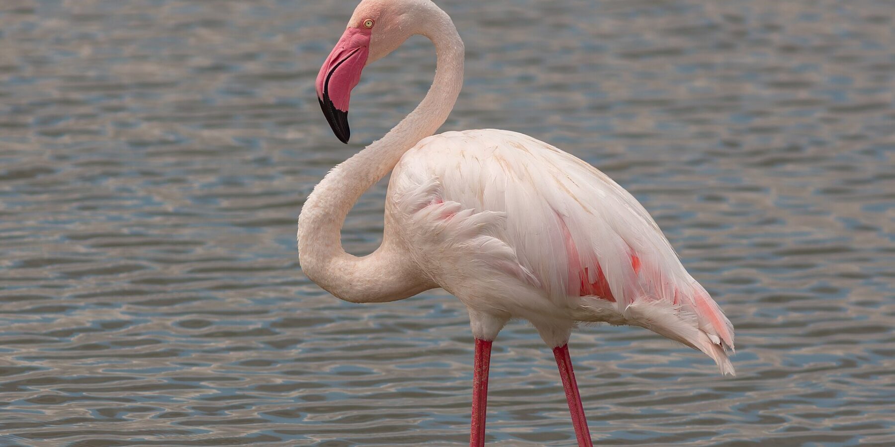 En större flamingo står i grunt vatten, med rosavit fjäderdräkt, rödkantade vingar och den rosa näbben med svart spets böjd mot halsen