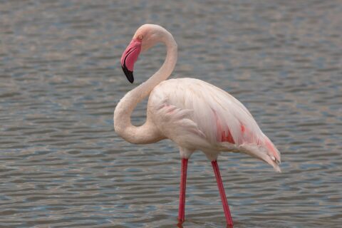 En större flamingo står i grunt vatten, med rosavit fjäderdräkt, rödkantade vingar och den rosa näbben med svart spets böjd mot halsen