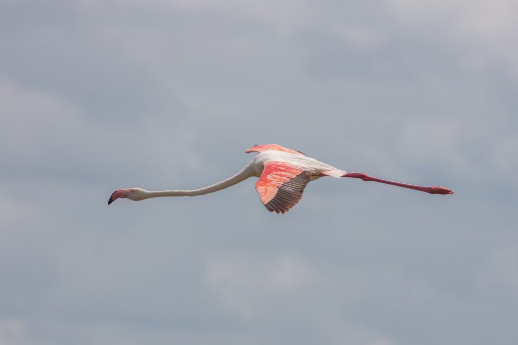 En större flamingo i flykt med sträckt hals och röda och svarta vingar utbredda mot en grå himmel