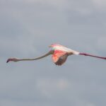 En större flamingo i flykt med sträckt hals och röda och svarta vingar utbredda mot en grå himmel