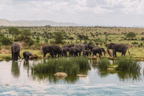 En elefantflock vid vattenhålet, sedd från infinitypoolen på Four Seasons Safari Lodge Serengeti