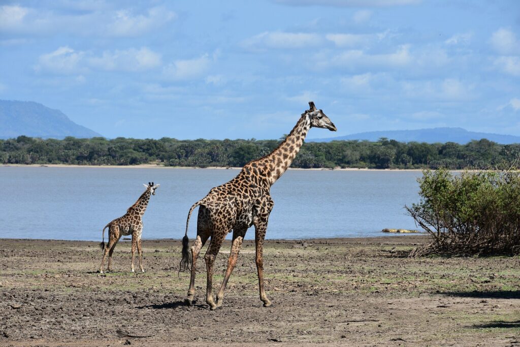 En vuxen giraff och en giraffunge går på en sjös leriga strand, med en palmskog på andra sidan