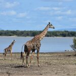 En vuxen giraff och en giraffunge går på en sjös leriga strand, med en palmskog på andra sidan