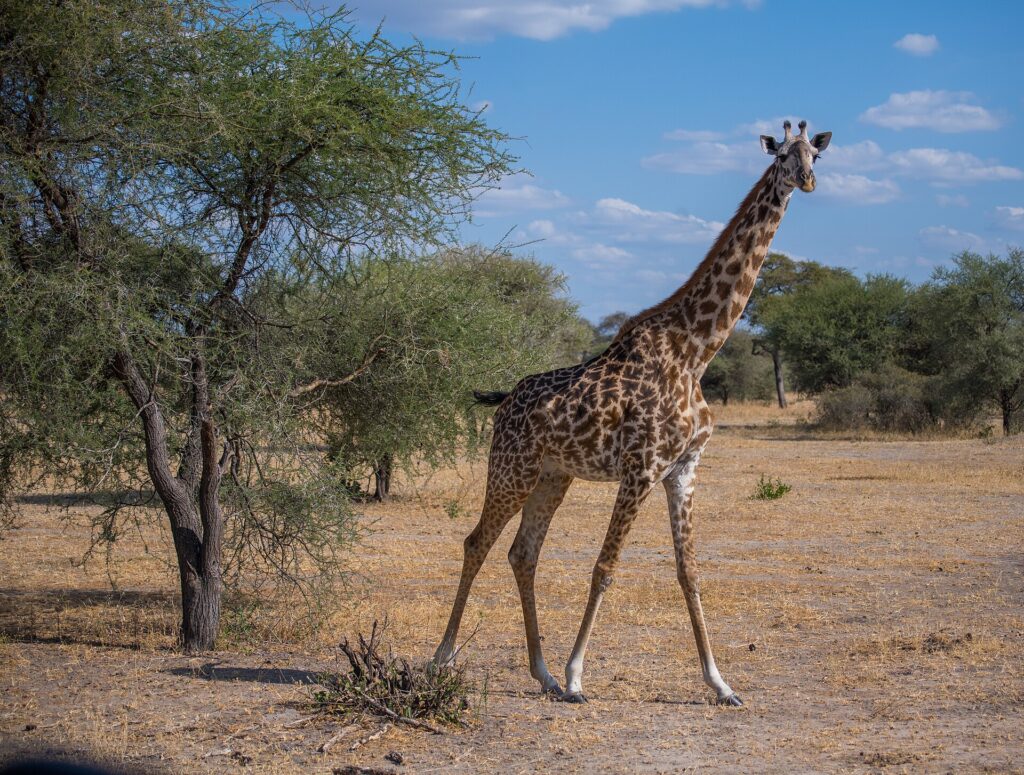 En masaigiraff går på den torra savannen och tittar mot kameran, med en akacia till vänster