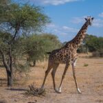 En masaigiraff går på den torra savannen och tittar mot kameran, med en akacia till vänster