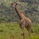 En sydafrikansk giraff går mot kameran i det höga gröna gräset, med ljusbruna fläckar med oregelbundna kanter och en skogklädd kraterkulle bakom sig