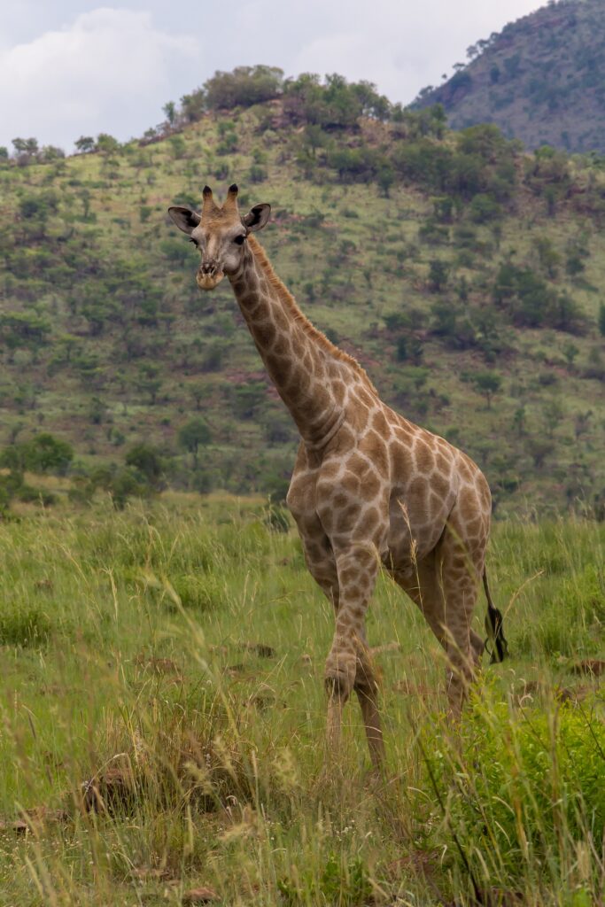 En sydafrikansk giraff går mot kameran i det höga gröna gräset, med ljusbruna fläckar med oregelbundna kanter och en skogklädd kraterkulle bakom sig