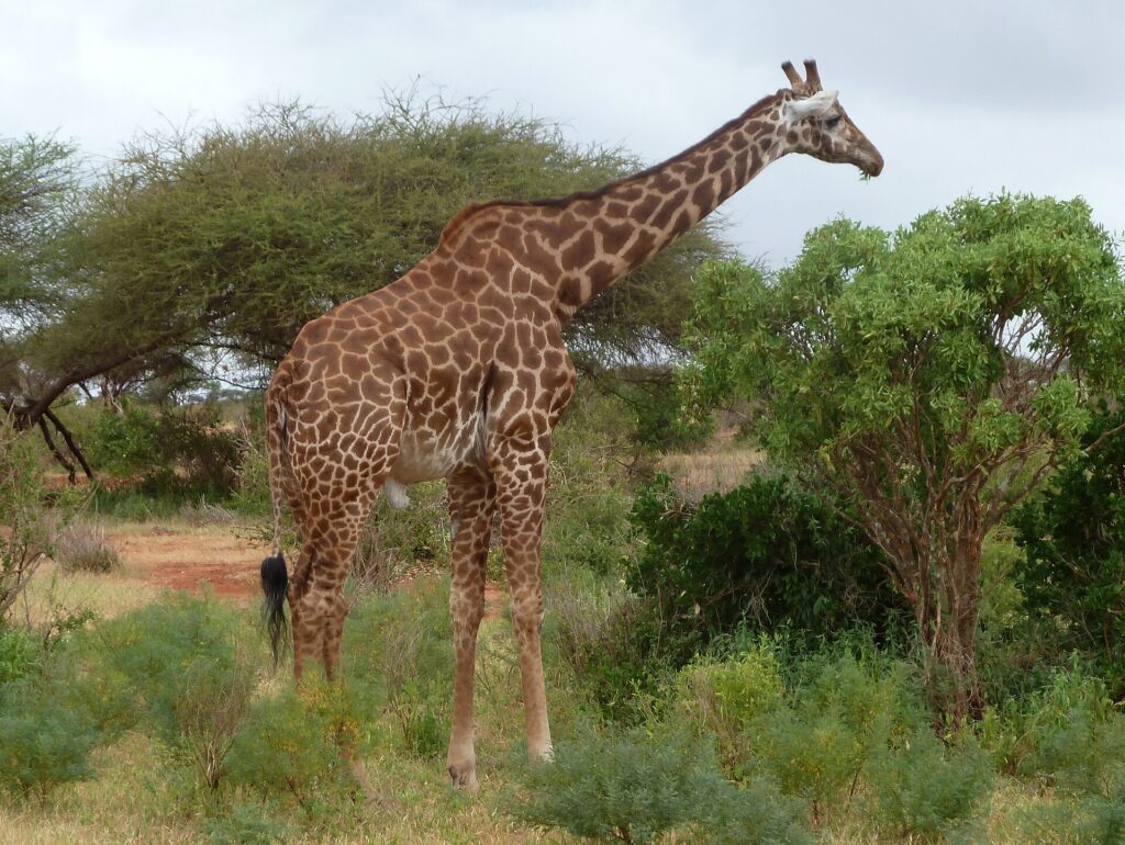 En masaigiraff med taggiga fläckar står i profil mellan gröna buskar och en akacia, med en röd grusväg till vänster