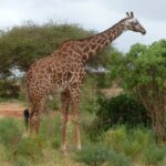 En masaigiraff med taggiga fläckar står i profil mellan gröna buskar och en akacia, med en röd grusväg till vänster