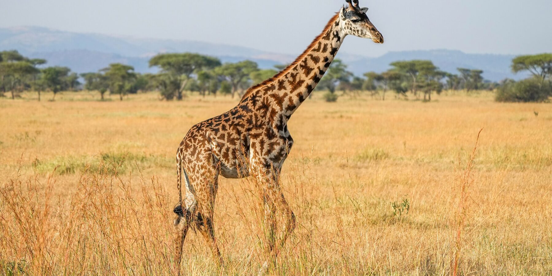En masaigiraff går i profil genom det höga gula gräset, med mörka fläckar som urklippta löv, paraplyakacior och blå kullar bakom