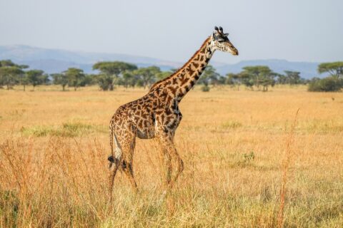 En masaigiraff går i profil genom det höga gula gräset, med mörka fläckar som urklippta löv, paraplyakacior och blå kullar bakom