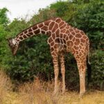 En nätgiraff böjer den långa halsen nedåt för att beta på en grön buske, med den rödbruna nätmönstrade pälsen väl synlig