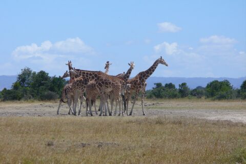 Sex nätgiraffer tätt samlade på en slätt med torrt gräs, fläckarna i skarpa månghörningar, framför en trädrad och blå kullar