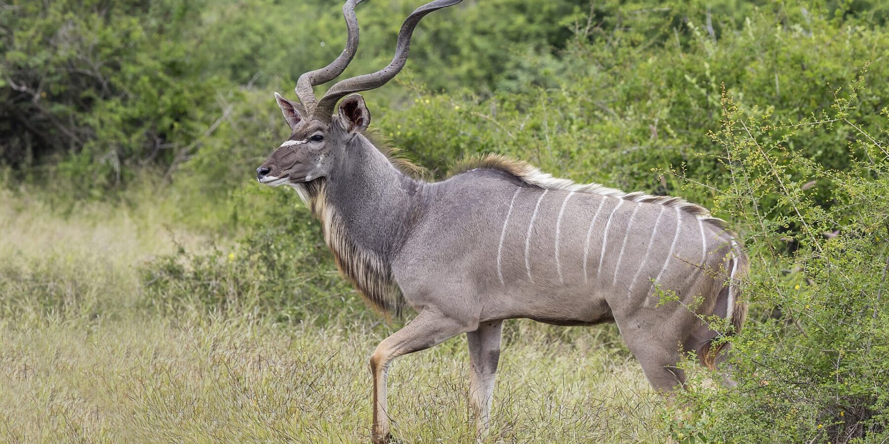 En större kuduhane går i profil i det höga gräset, med stora spiralvridna horn, grå päls med vita ränder, en vit vinkel mellan ögonen och skägg under halsen