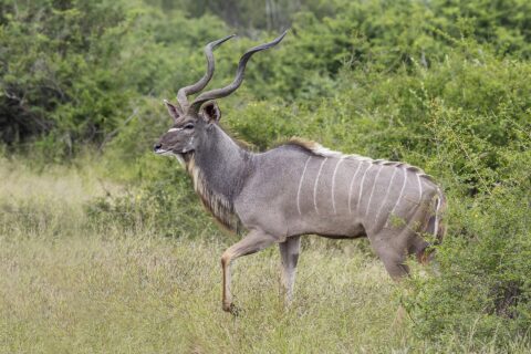 En större kuduhane går i profil i det höga gräset, med stora spiralvridna horn, grå päls med vita ränder, en vit vinkel mellan ögonen och skägg under halsen