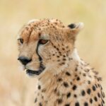 Porträtt av en gepard snett framifrån, de svarta tårstrecken från ögonvrån till nosen väl synliga, mot en suddig bakgrund av torrt gräs