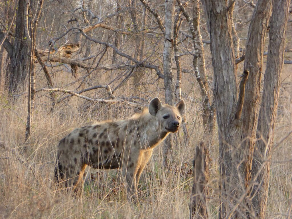 En fläckig hyena står i det torra gräset mellan kala stammar, med huvudet vänt mot kameran, i vinterns grå bush
