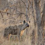 En fläckig hyena står i det torra gräset mellan kala stammar, med huvudet vänt mot kameran, i vinterns grå bush