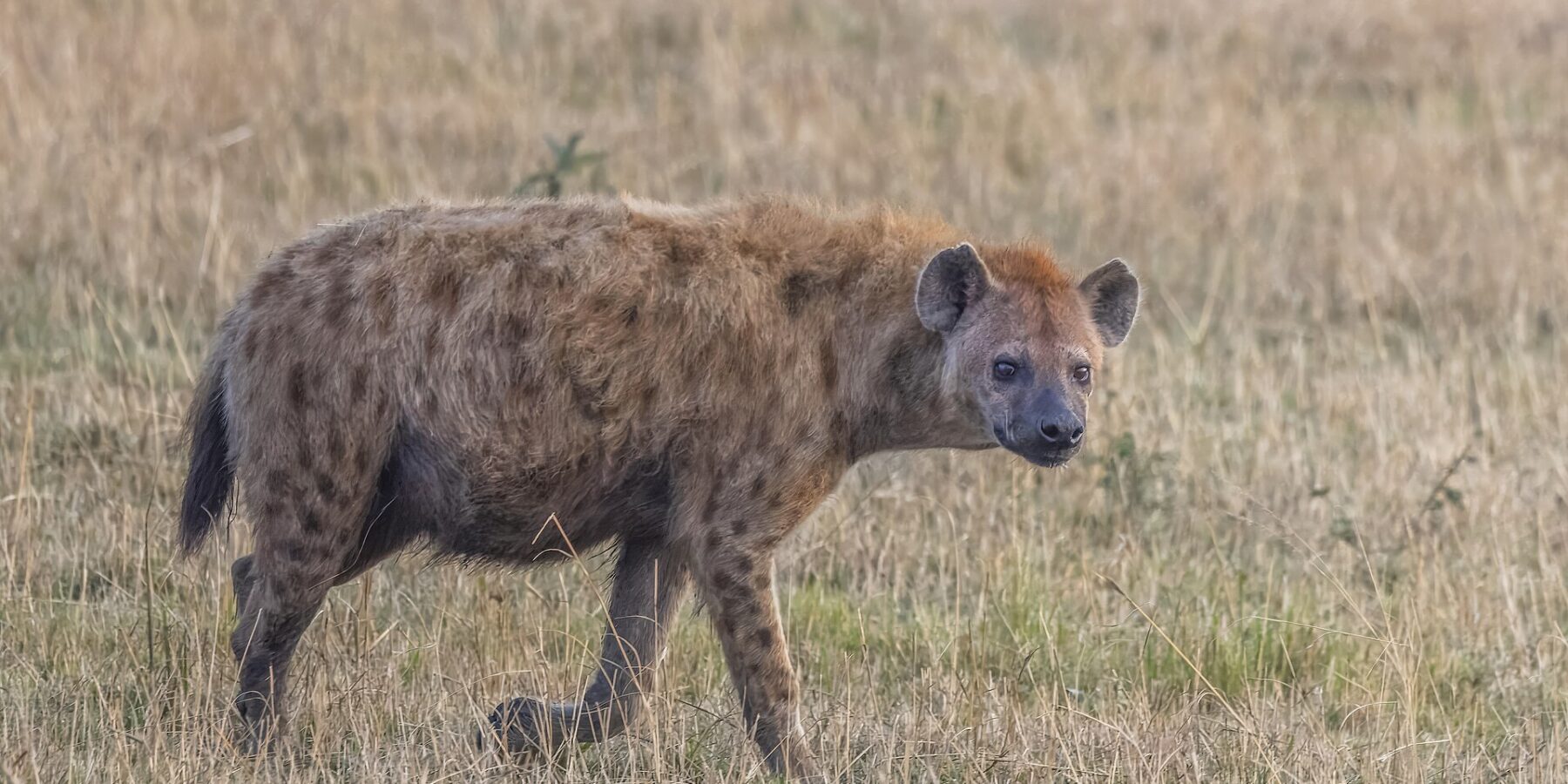 En fläckig hyena går i profil i det torra gräset och vänder huvudet mot kameran, med sluttande rygg och runda öron