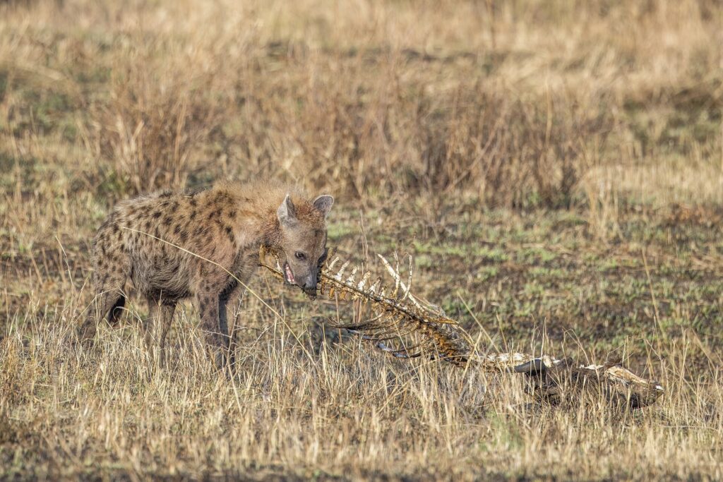 En fläckig hyena gnager på ryggraden från ett uttorkat kadaver i det gula gräset