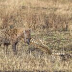 En fläckig hyena gnager på ryggraden från ett uttorkat kadaver i det gula gräset