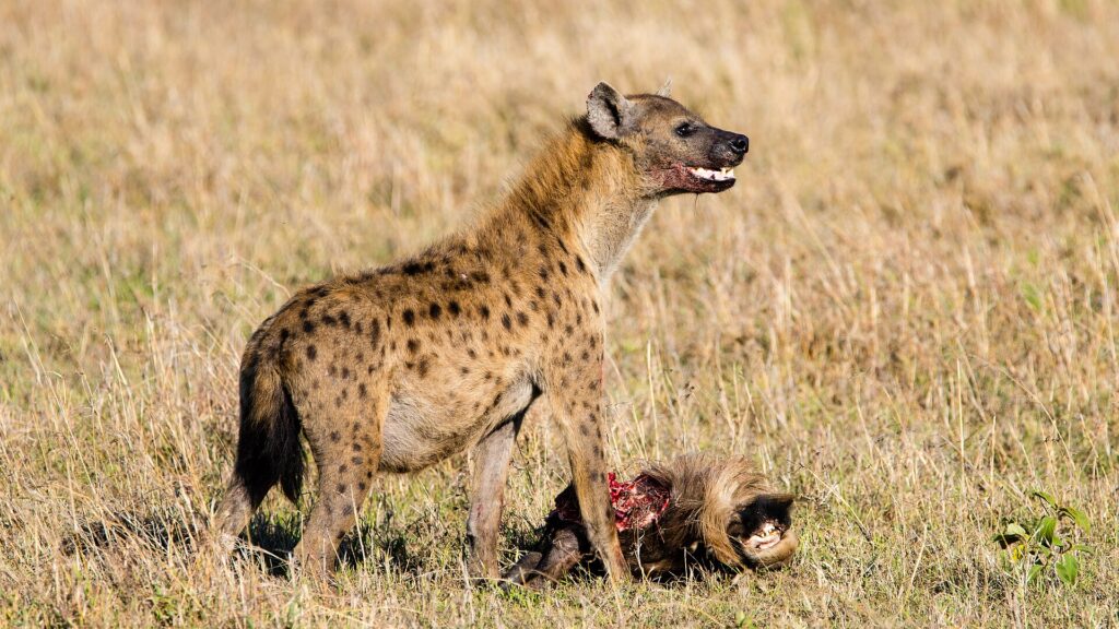En fläckig hyena står över huvudet på en gnu, med blodig nos och halvöppet gap, i det torra gräset