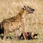 En fläckig hyena står över huvudet på en gnu, med blodig nos och halvöppet gap, i det torra gräset