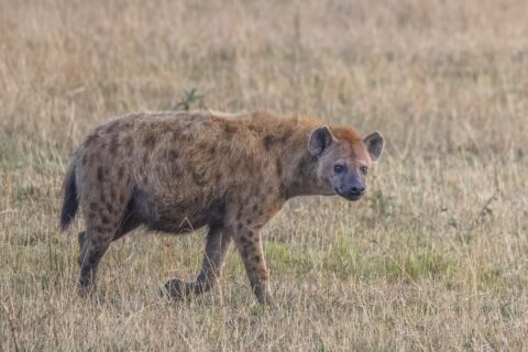 En fläckig hyena går i profil i det torra gräset och vänder huvudet mot kameran, med sluttande rygg och runda öron