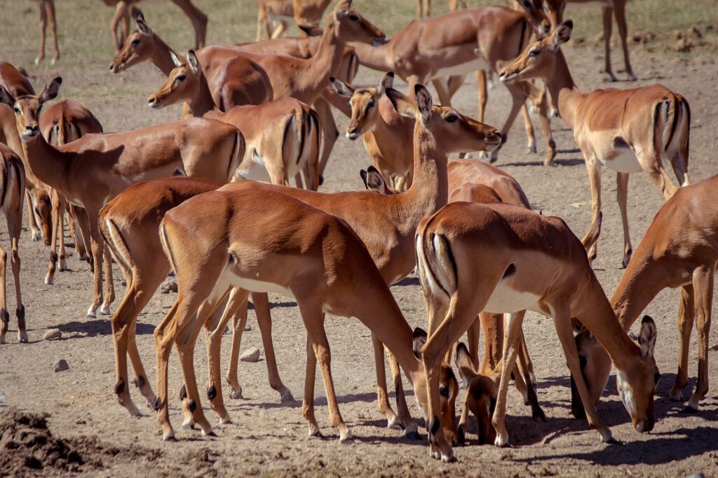 En tät flock impalahonor med rödbrun och vit päls, stående eller med sänkt huvud på den torra marken