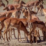 En tät flock impalahonor med rödbrun och vit päls, stående eller med sänkt huvud på den torra marken