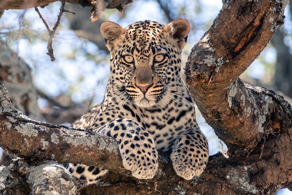 En ung leopard ligger på en tjock trädgren och tittar rakt in i kameran