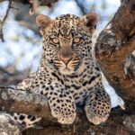 En ung leopard ligger på en tjock trädgren och tittar rakt in i kameran